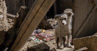 Heartbreaking Photo Of Dog Looking For Family Members After Afghanistan Earthquake Moves Internet