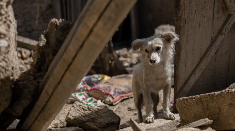 Heartbreaking Photo Of Dog Looking For Family Members After Afghanistan Earthquake Moves Internet