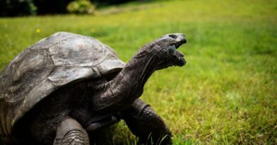 World's Oldest Tortoise, Jonathan, Turns 190