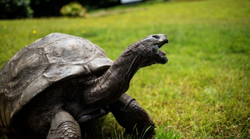 World's Oldest Tortoise, Jonathan, Turns 190