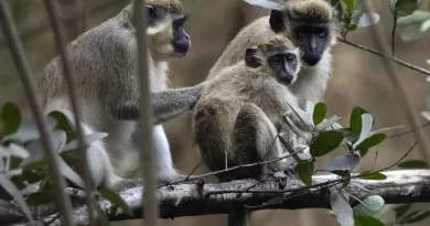 This Country Plans To Kill Entire Population Of Vervet Monkey