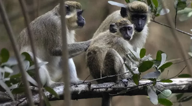 This Country Plans To Kill Entire Population Of Vervet Monkey